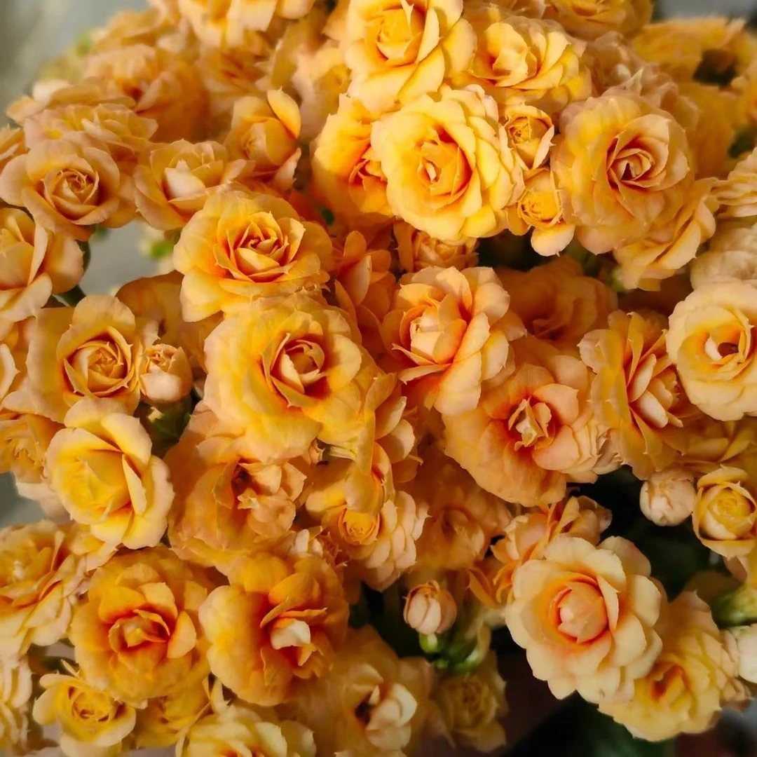 新品月光芝士110盆黄色带小糖心长寿花