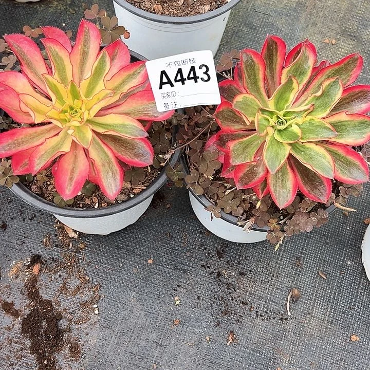 @*萍精品多肉植物443