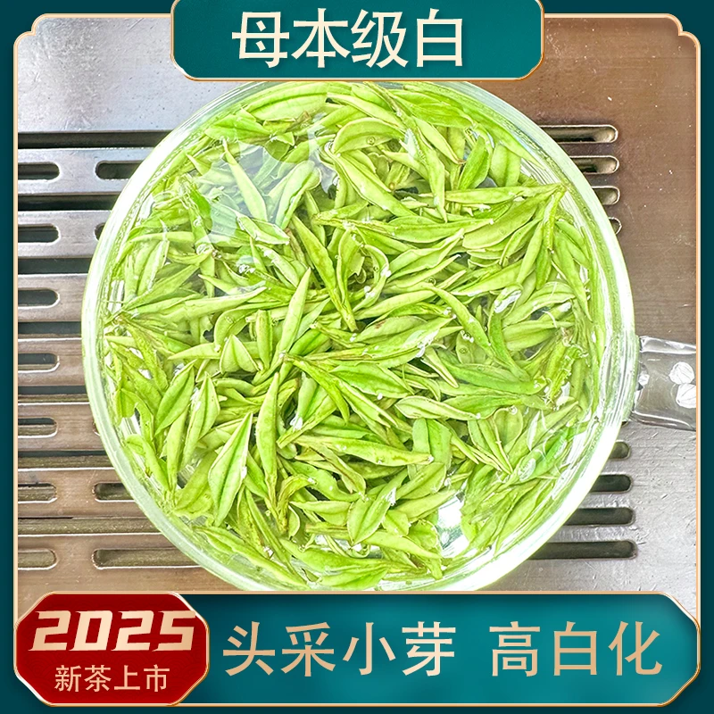 【2025年新茶】母本级白 头采小芽A03 高白化兰花香 核心安吉白茶