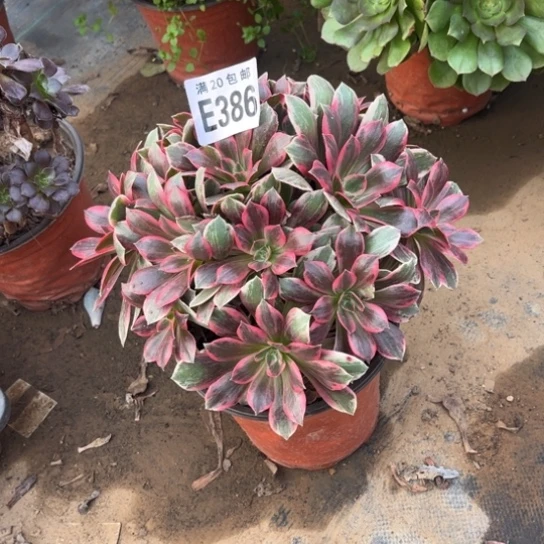 386浣纱法师不包断枝