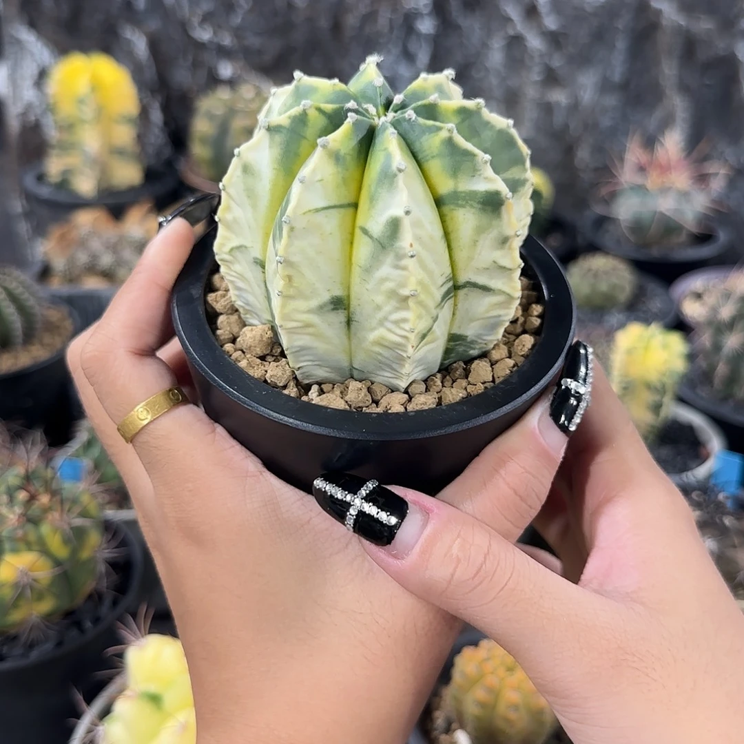 白锦鸾凤玉八棱7.4cm