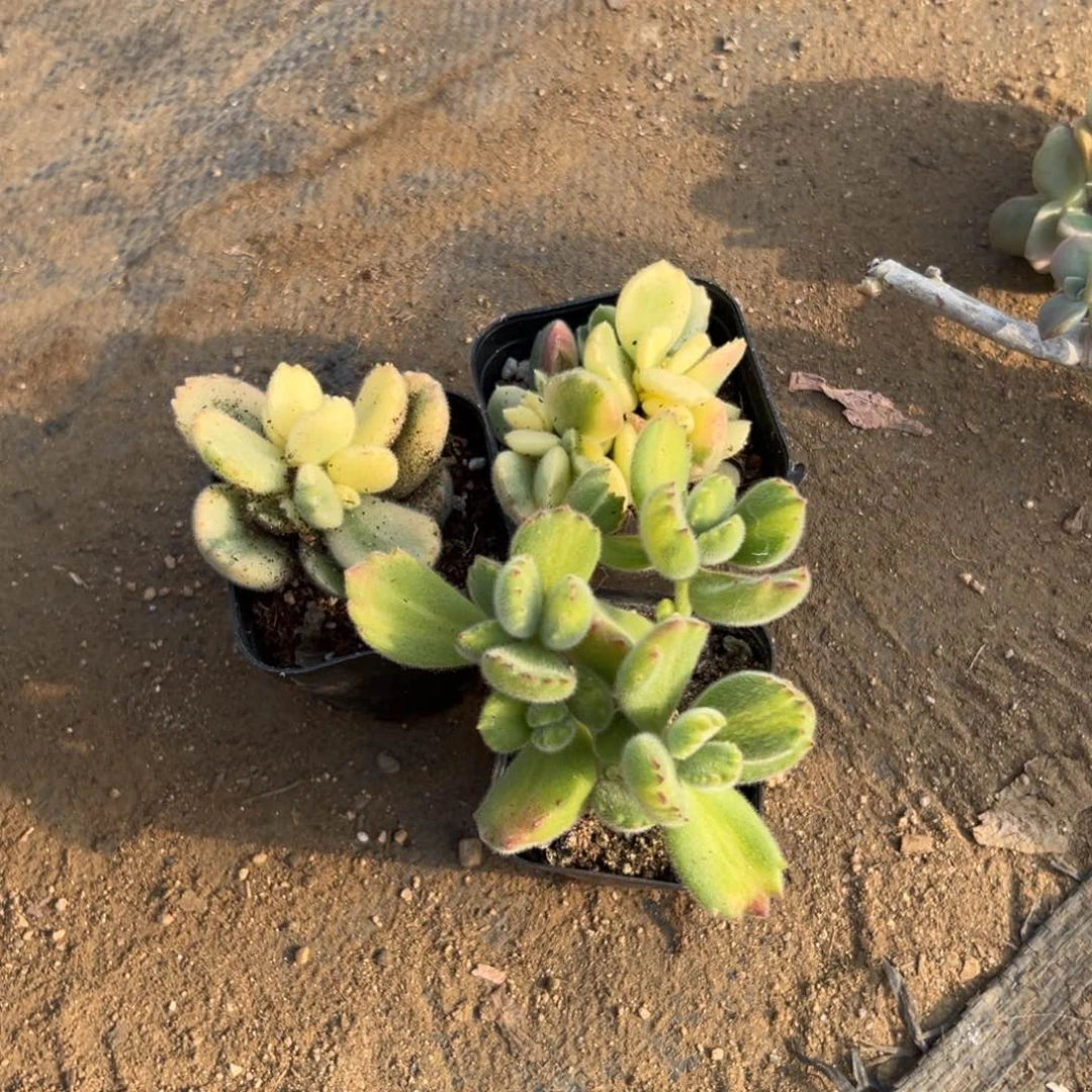 威****?多肉植物多肉植物