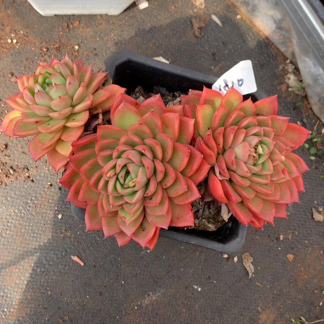 1810杂交多肉植物