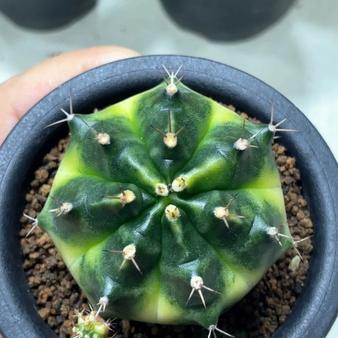 当前无花朵，栽培后可花朵胖黄臀