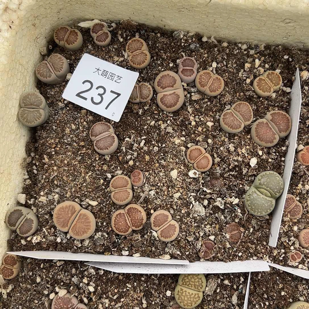 清框福利默认有疤无售后237