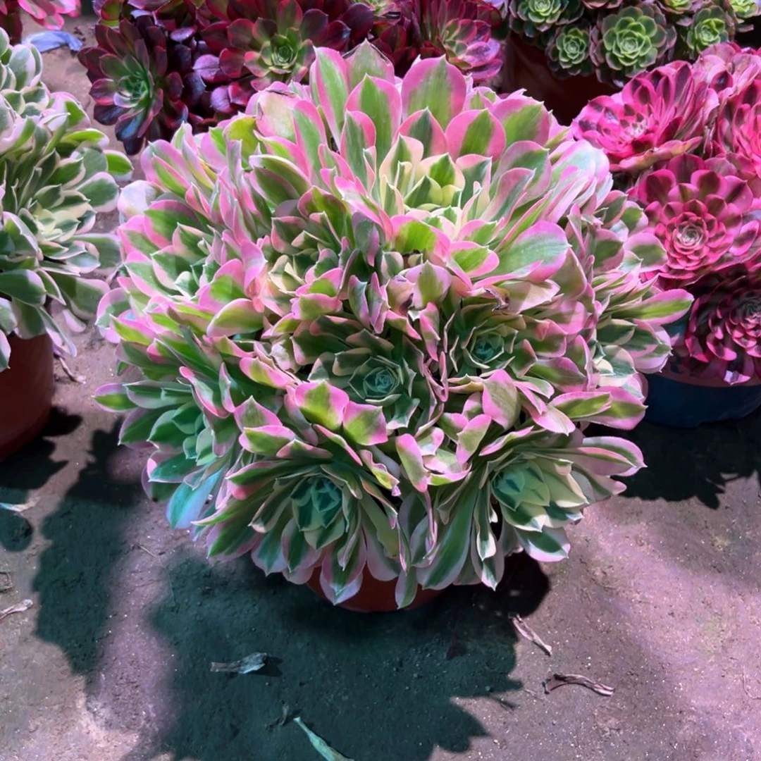 多肉植物白凤902