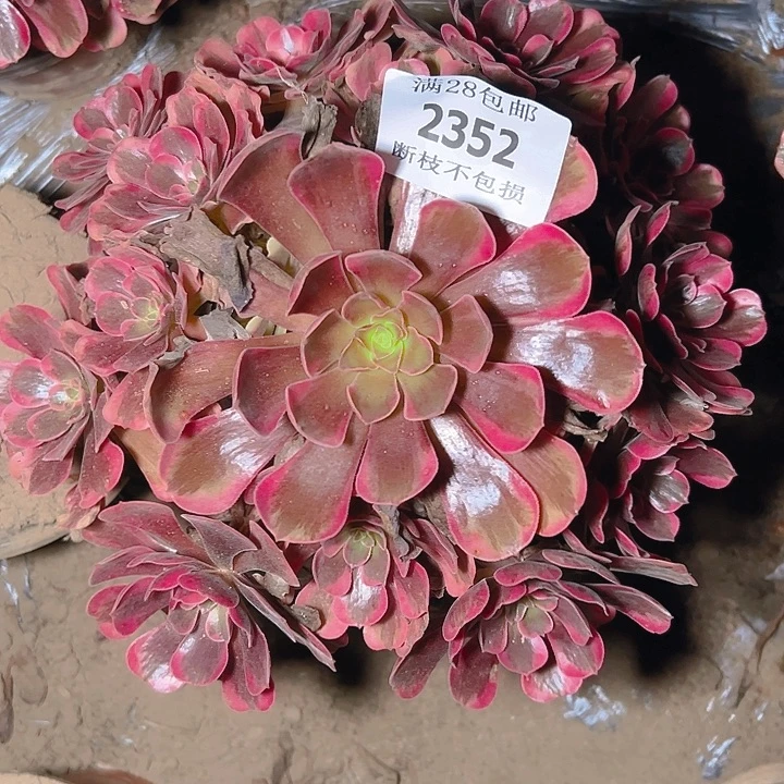 2352爱神多肉植物保护