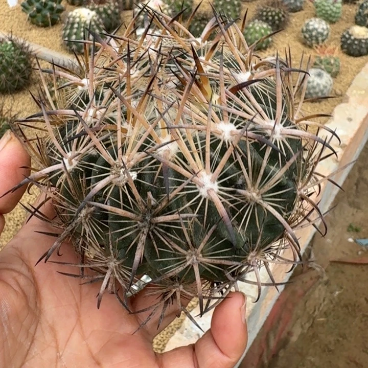 仙人球，虎爪玉，有根