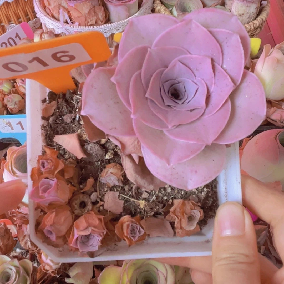 016山地玫瑰紫色