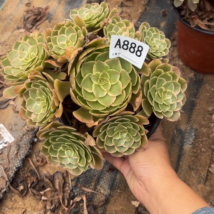 粉花妖多肉植物888.