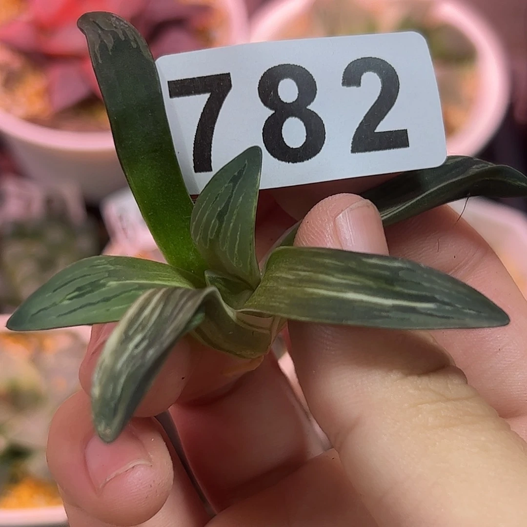 782绿玻璃锦十二卷多肉