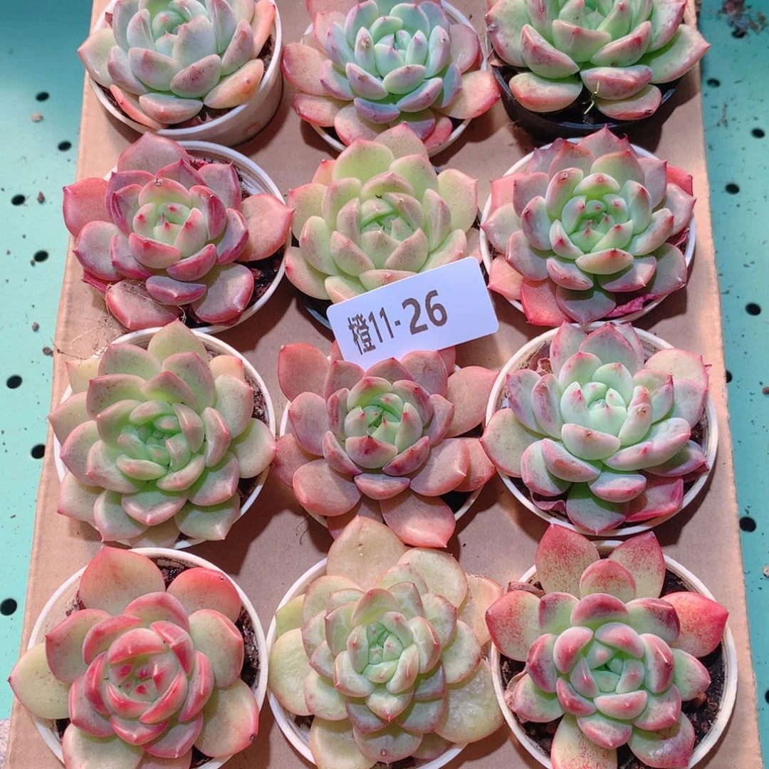 11-26一物一拍多肉带盆18颗