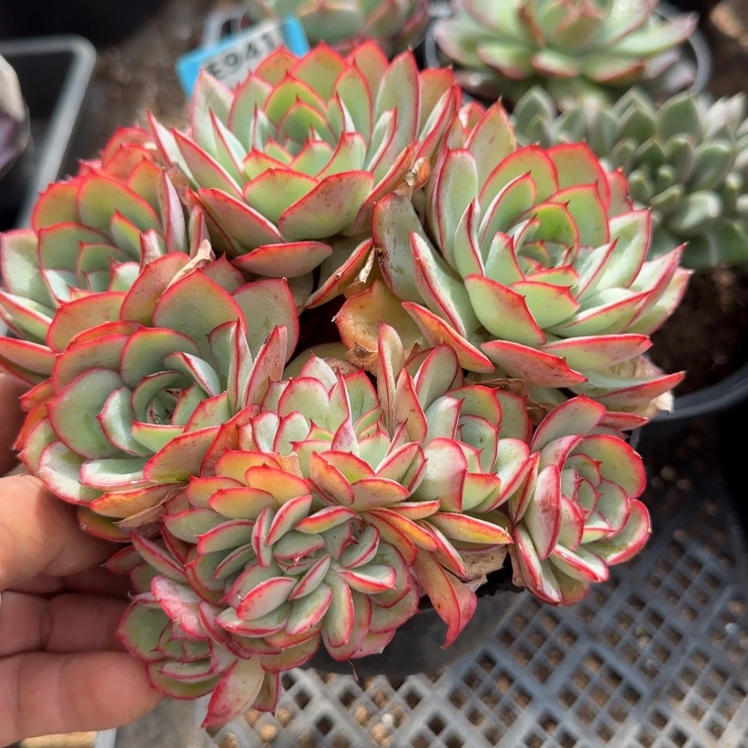 牡丹亭带缀一物一拍包装收缩花旱