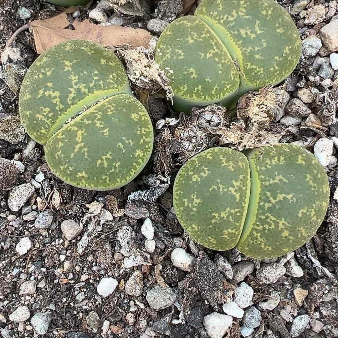 942绿11111111111111111