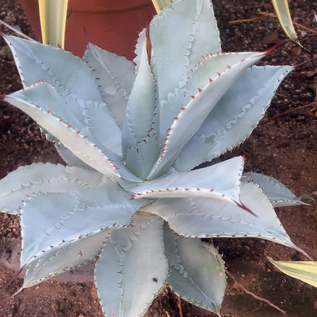 龙趾龙舌兰系列龙舌兰