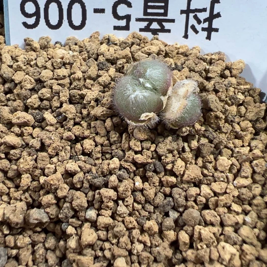 5-06斯蒂芬毛球多肉