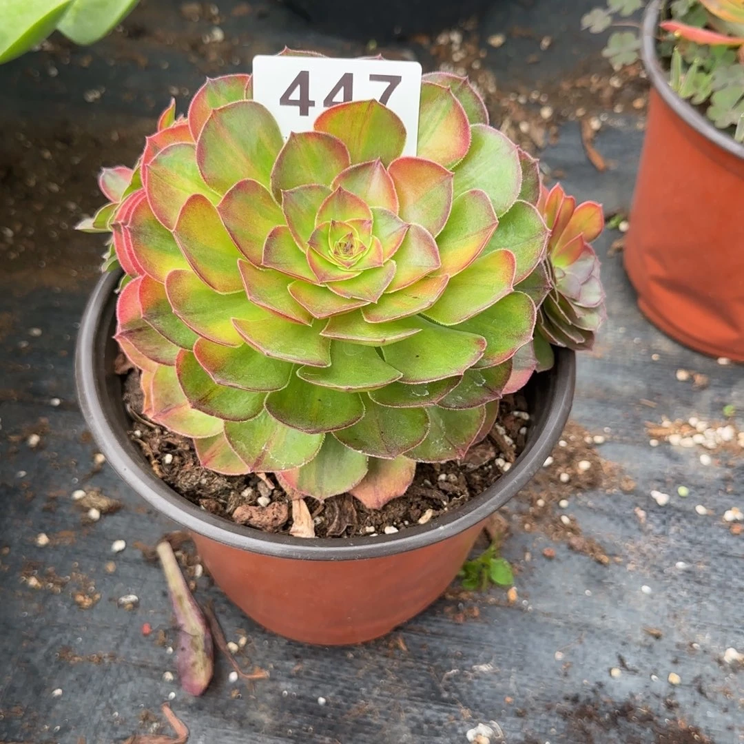 万七彩多肉植物447