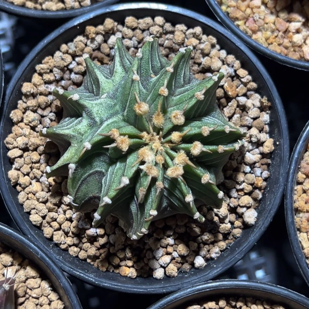 实生肋骨缀化带盆土发货