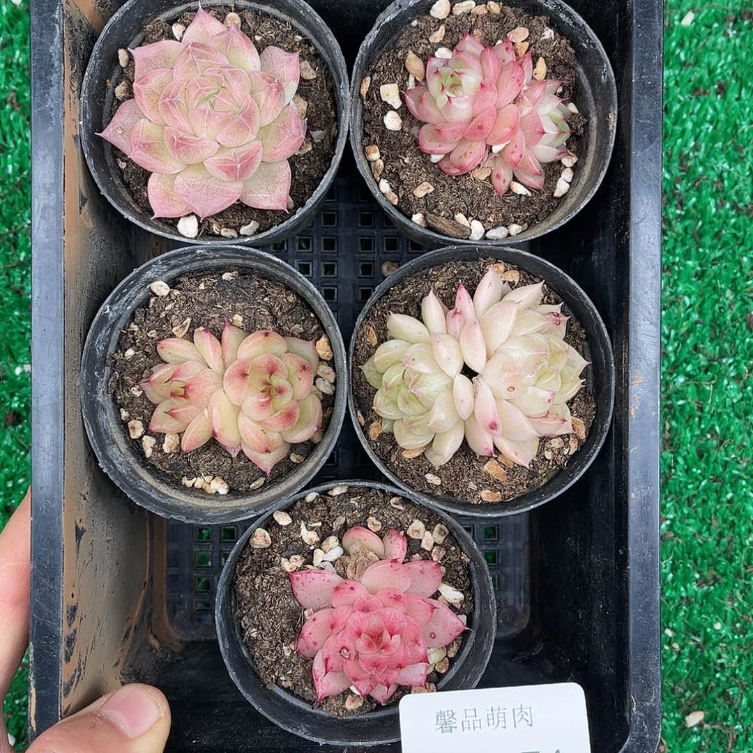 多肉杂交一物一拍1-74