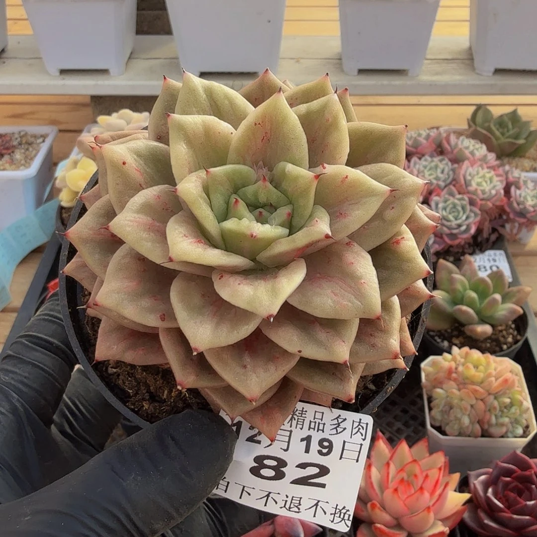 1219-82山塔玛丽亚锦