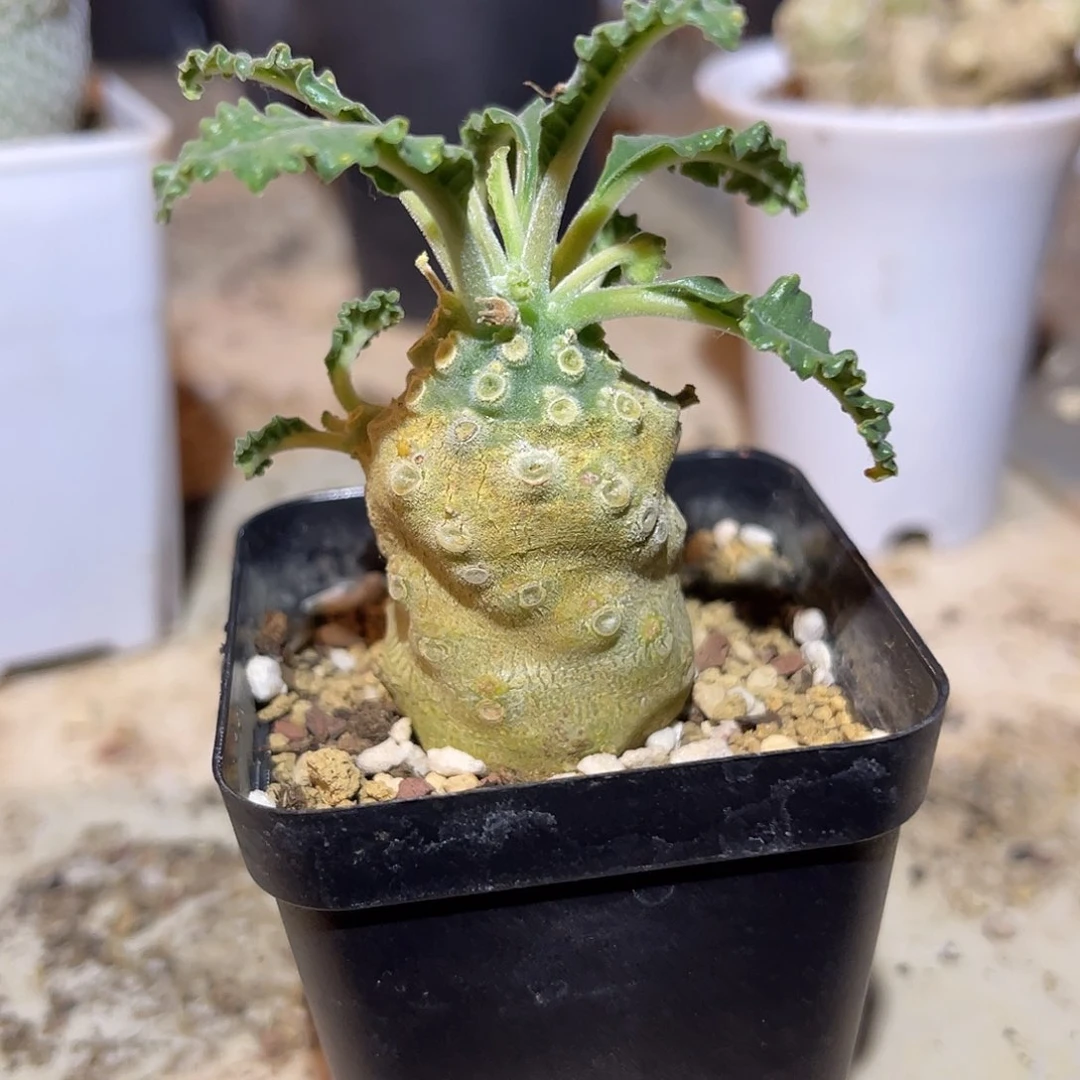 实生椰子琉桑一物一拍