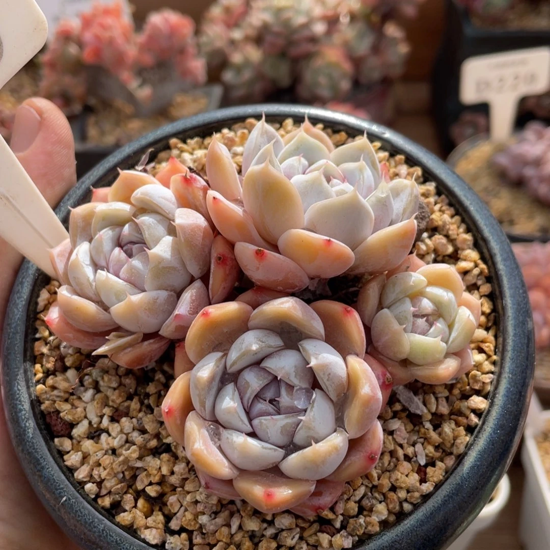 0219雪兔不带盆8厘米