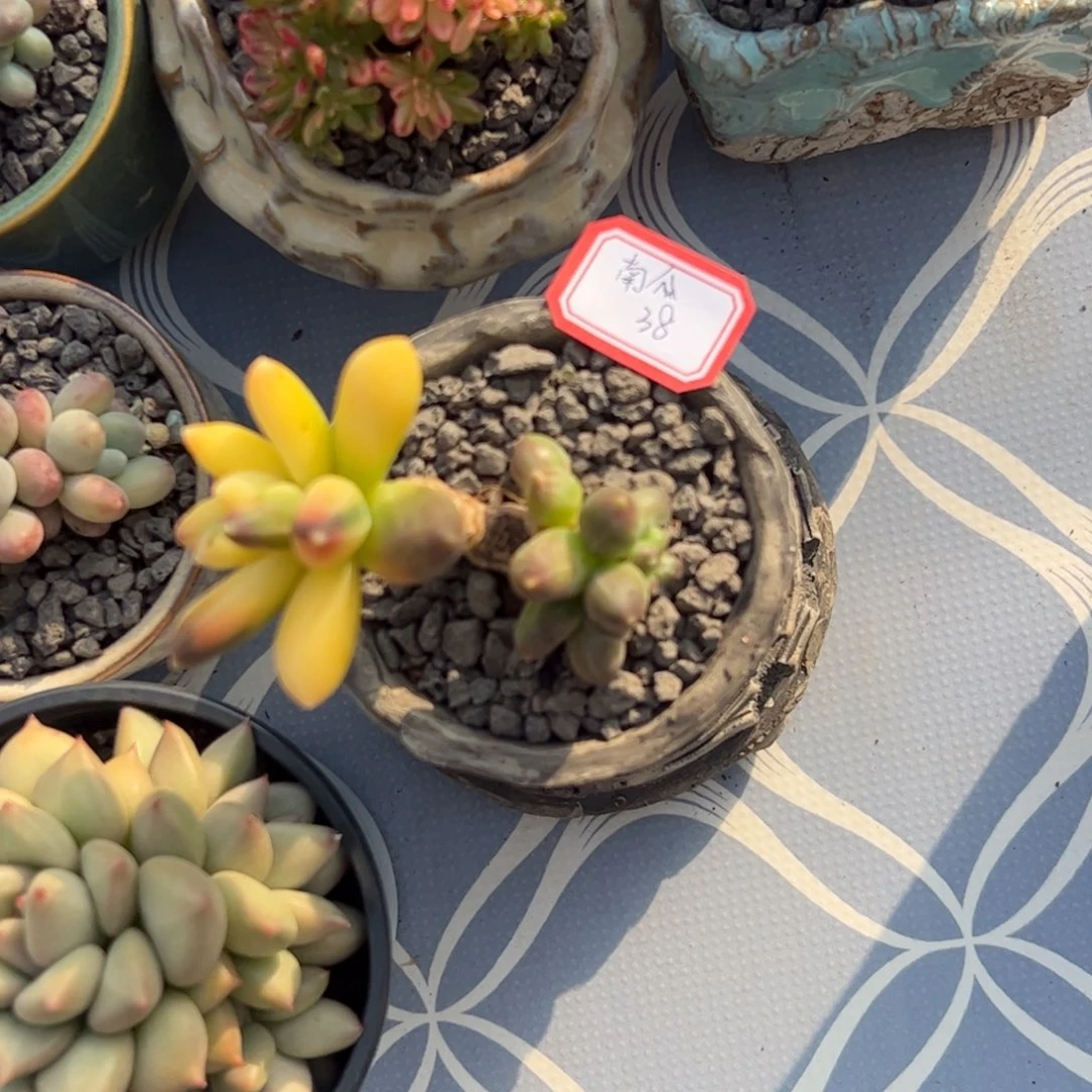 多肉植物多肉植物