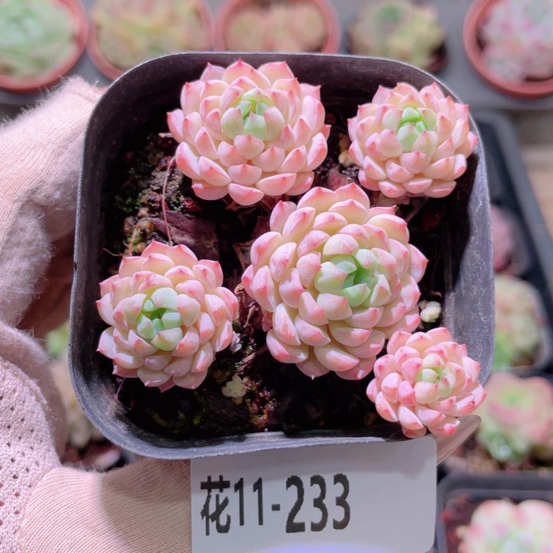 花利美11-233小粉莓