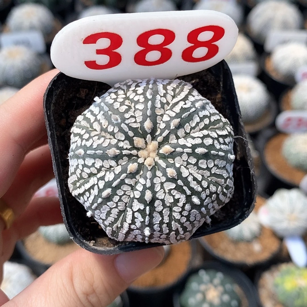 388兜系列产品福利来袭
