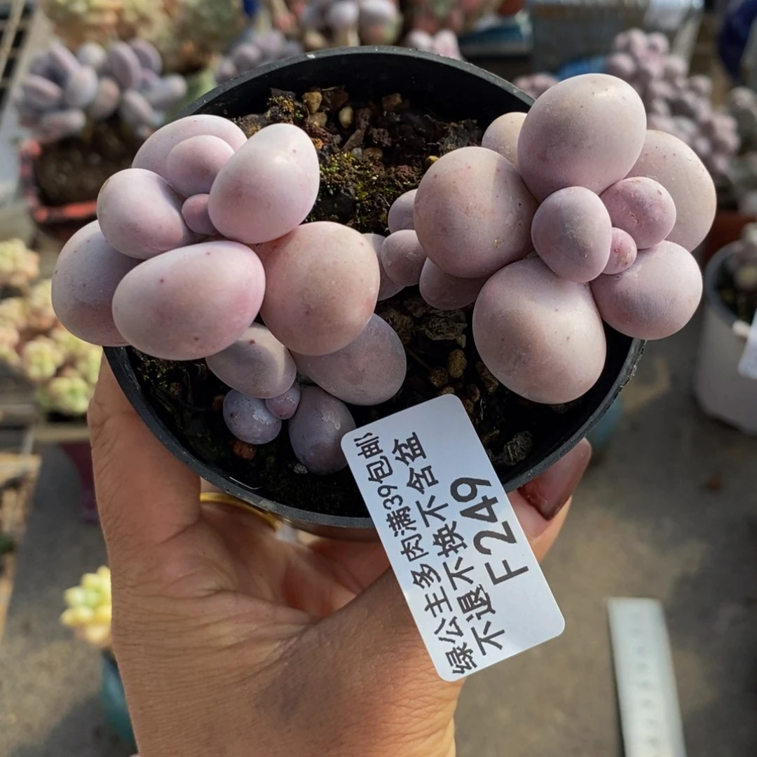 芭比奶酪249/8v m