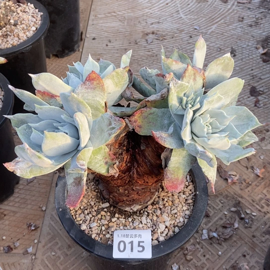 015瑕疵处理多肉植物