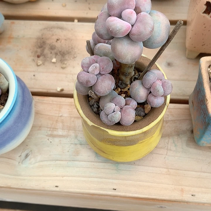好了咯得了Joe去么打某用