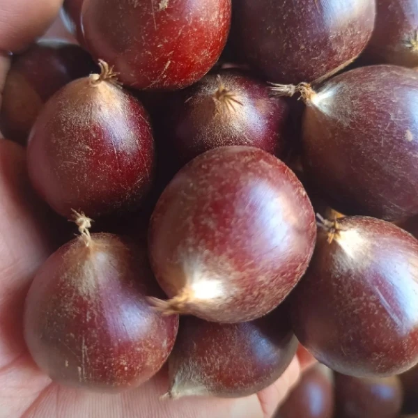 云苗库锥栗裸根苗栗子树苗种植区域广产量高经典品种