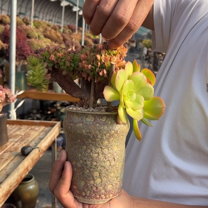 加州香炉盘缀化不带盆土