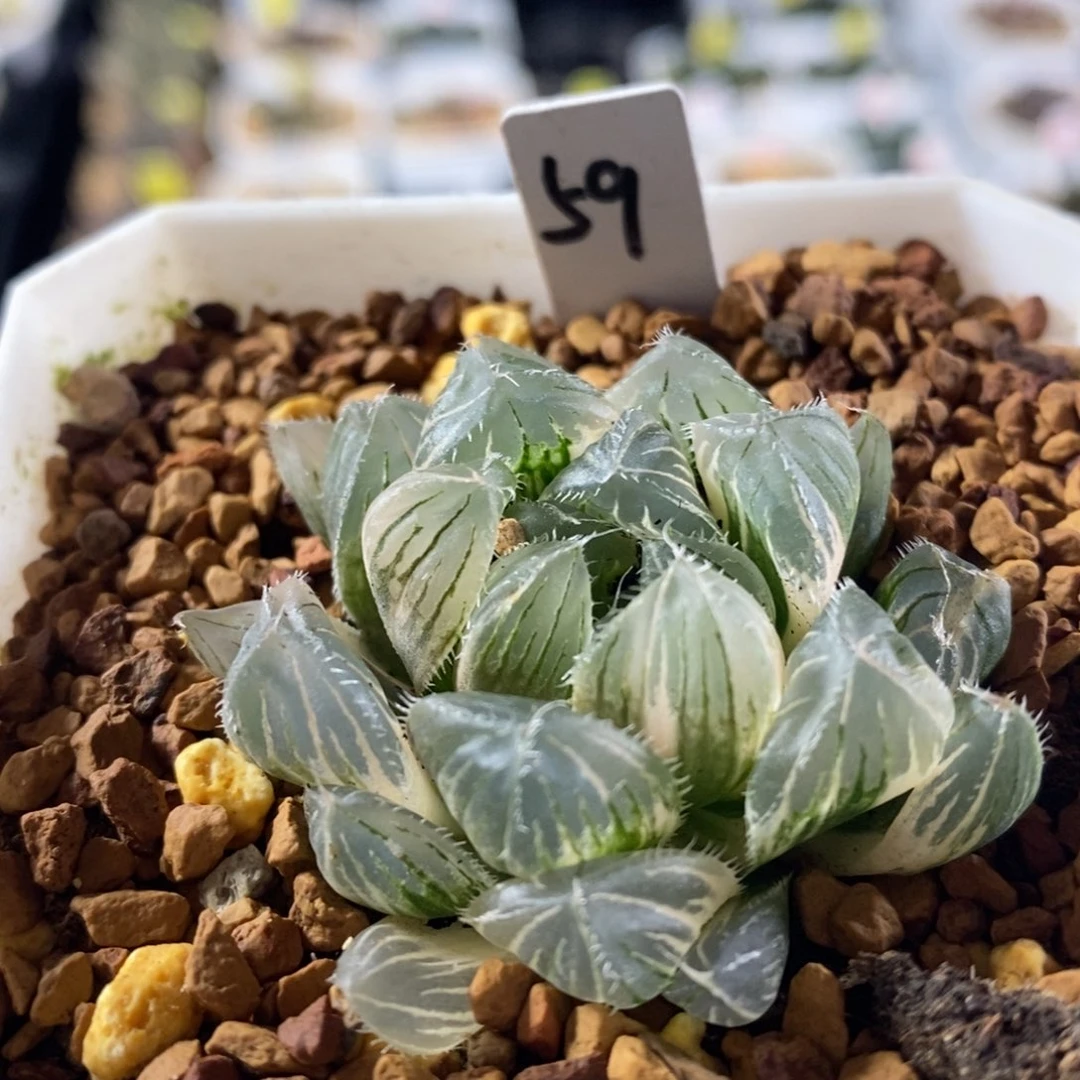 不开花植物59赤线