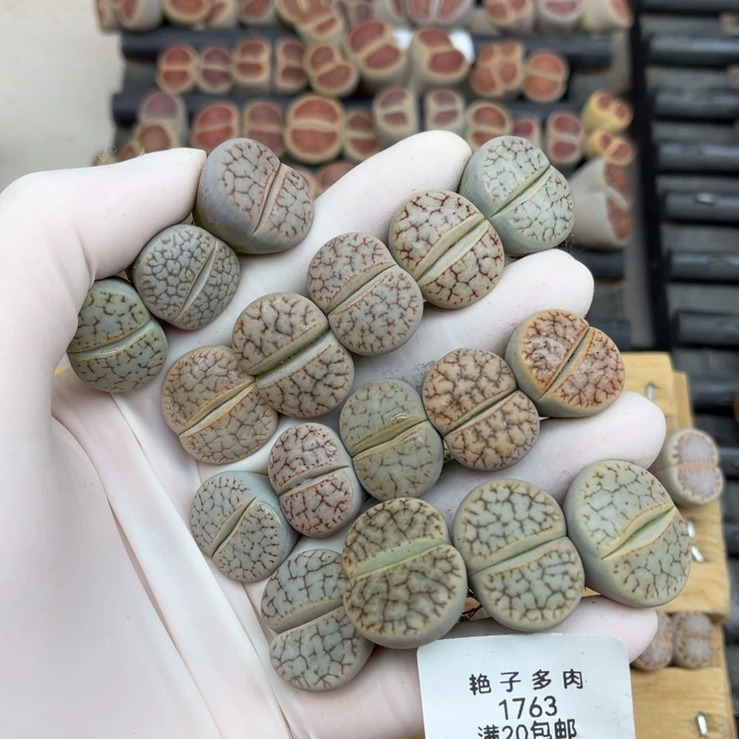 1763号一首浪汗玉特价