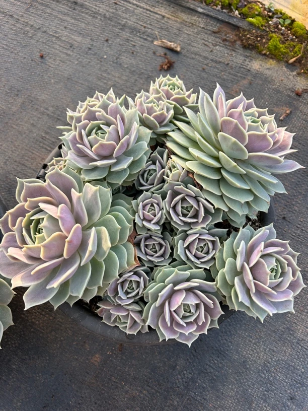 露娜莲多肉植物创意盆栽 量拍，好养活适合阳台 28厘米盆