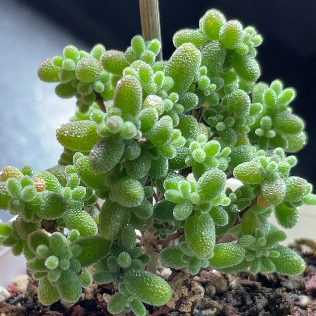 精选枝干一物一拍～10