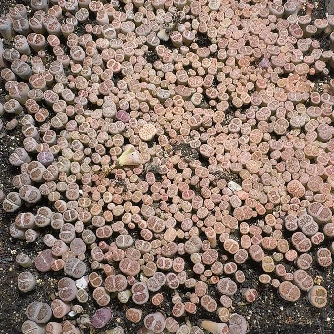 成***柜262 多肉植物多肉植物