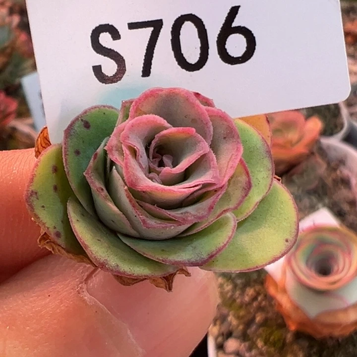 书***邹三碗706 不知名福利