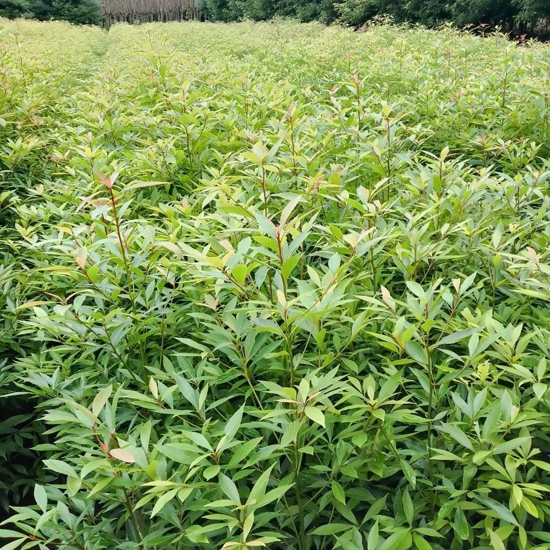 金丝楠木小叶桢楠（体验苗）