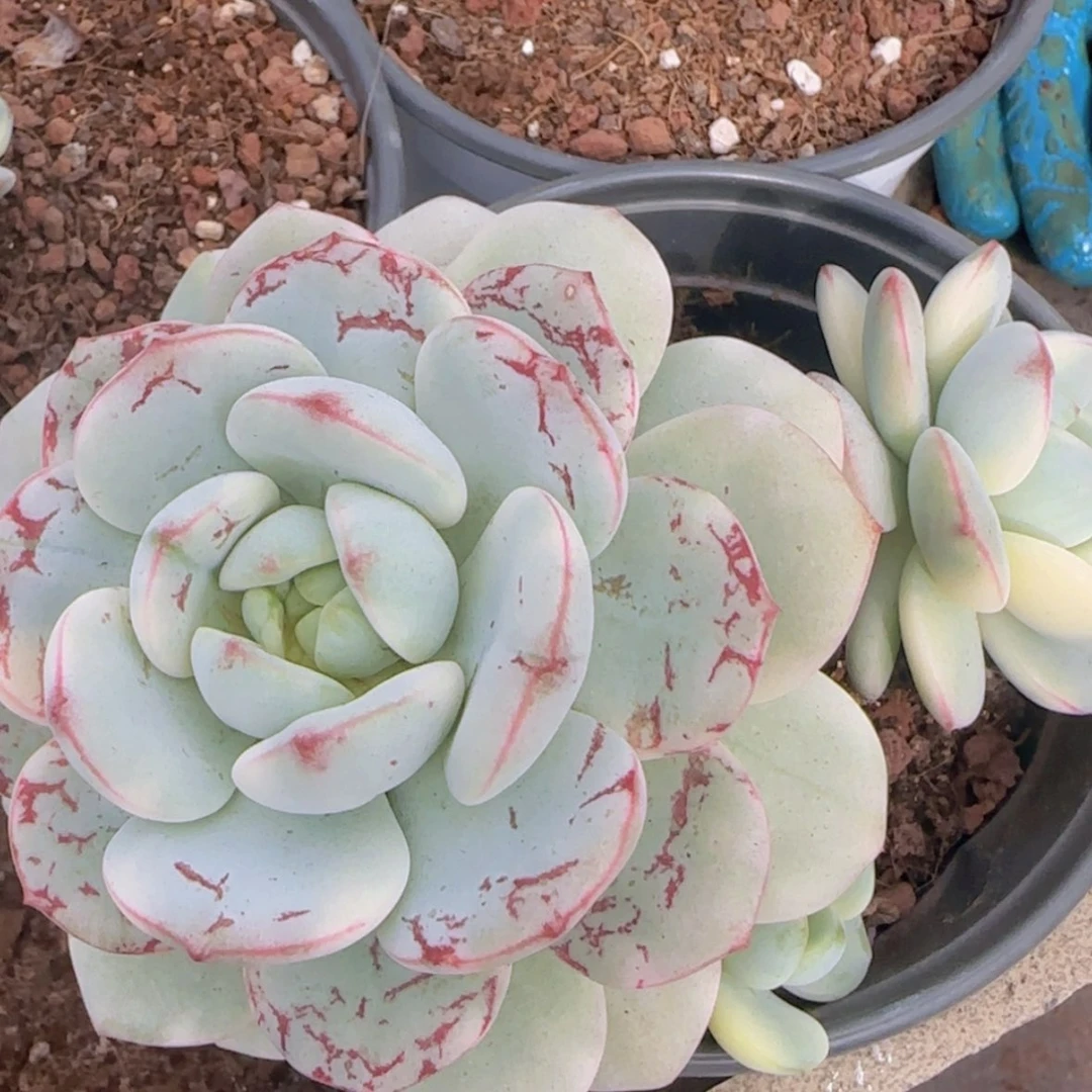 【闪购商品】香草锦