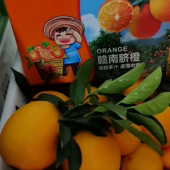 脐橙赣南脐橙出产地