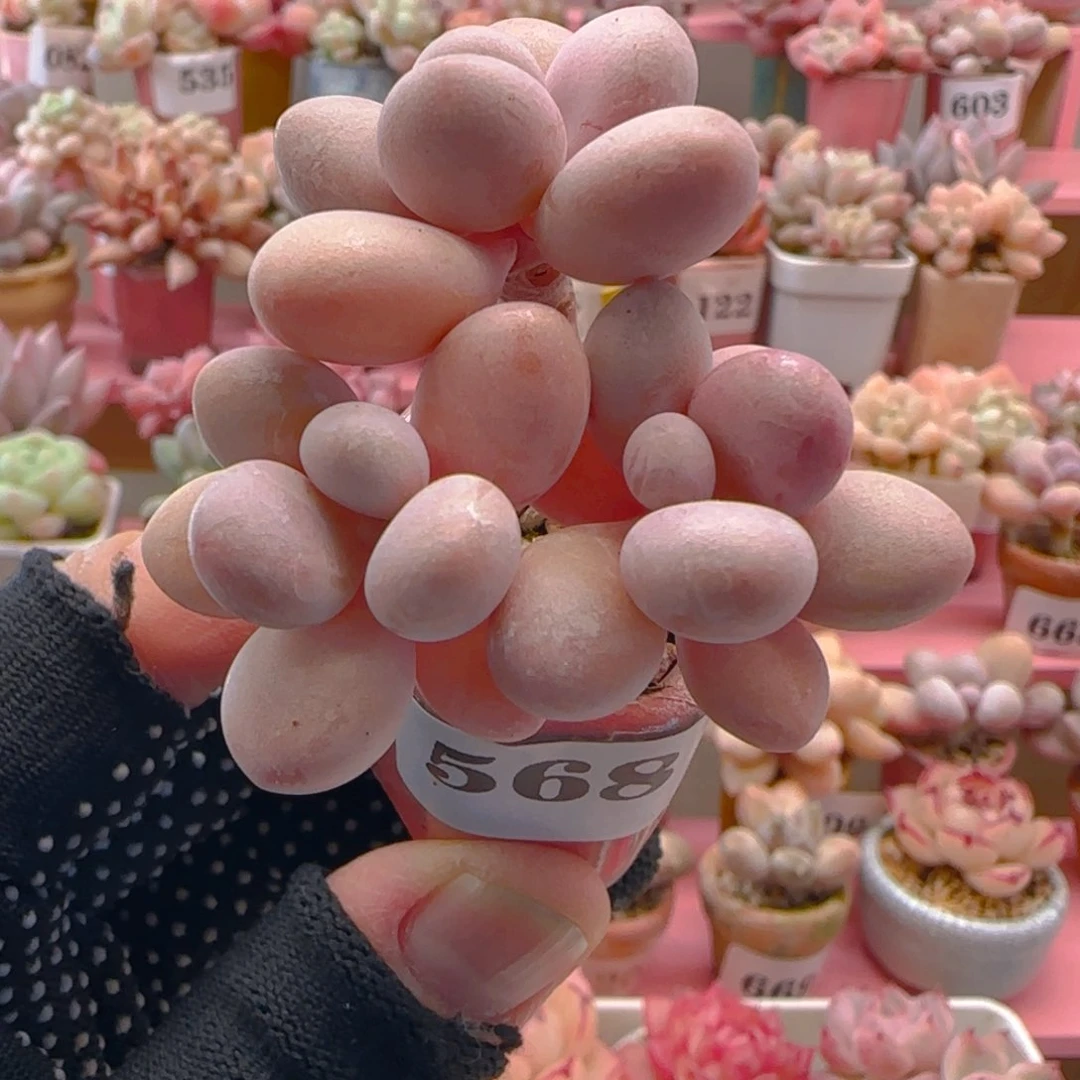 桃蛋568 （38元包邮），带盆土发，月鸣多肉。