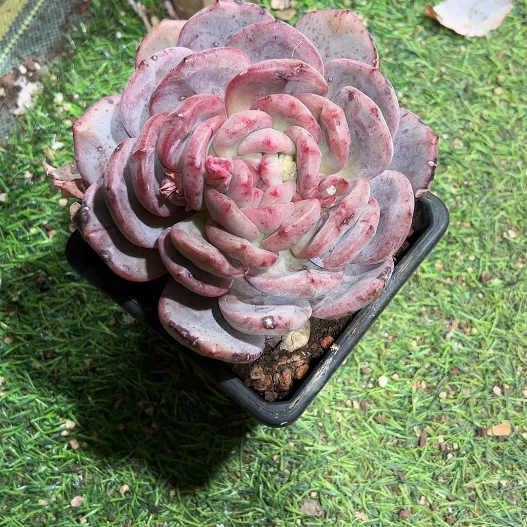 鱼****2爱丽尔石化多肉植物