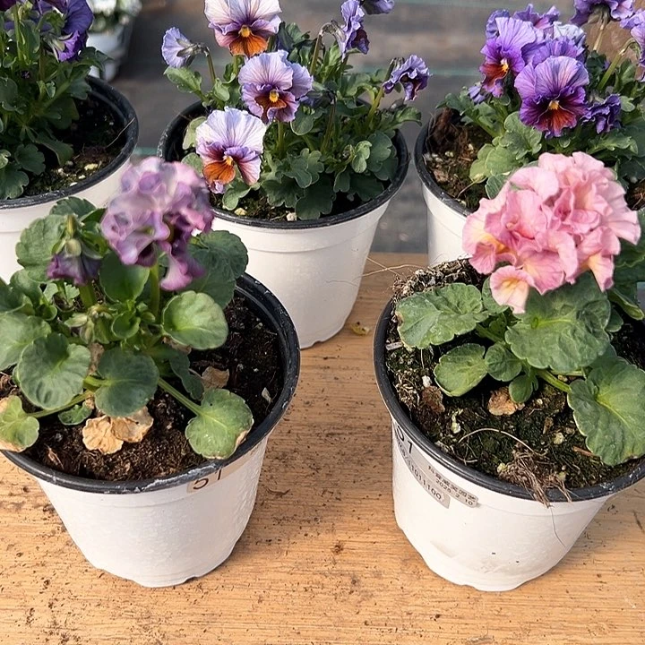 水晶抖音直播闪拍51