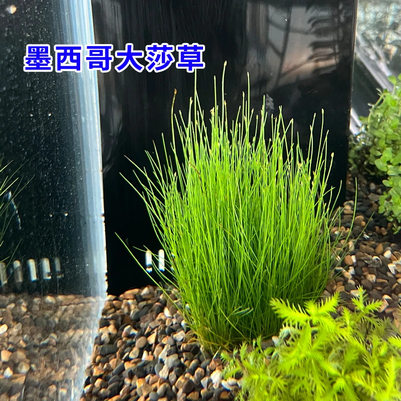 【大莎草福利】新手懒人适用的坨草鱼缸造景水草后景草好打理