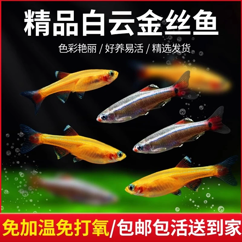 冷水鱼白云金丝鱼不加温观赏鱼淡水鱼小型鱼原生鱼灯科鱼好养耐活