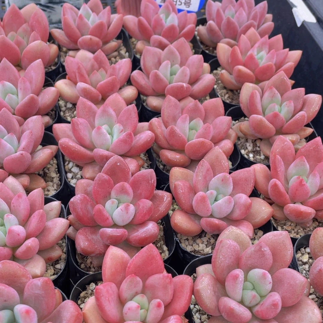 量拍5号 桃花源单头2个