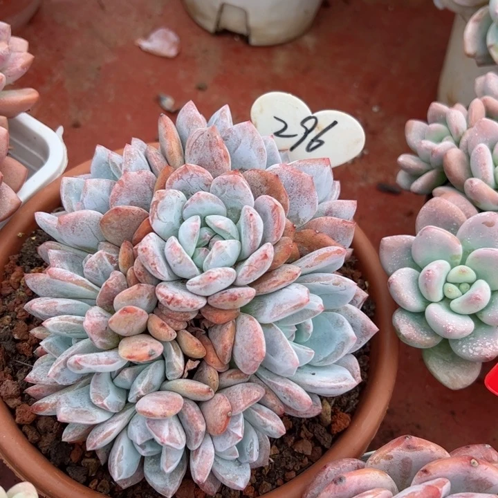 296橙子平平安安健健康康